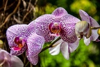 Blumen & Pflanzen